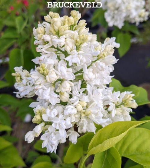 Syringa vulgaris 'Mme Lemoine'
