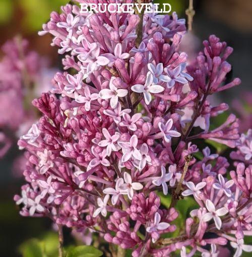 Syringa meyeri 'Palibin'