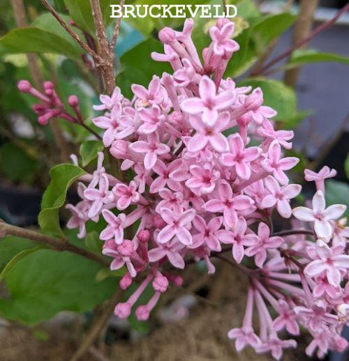 Syringa bloom. 'Pink Perfume'