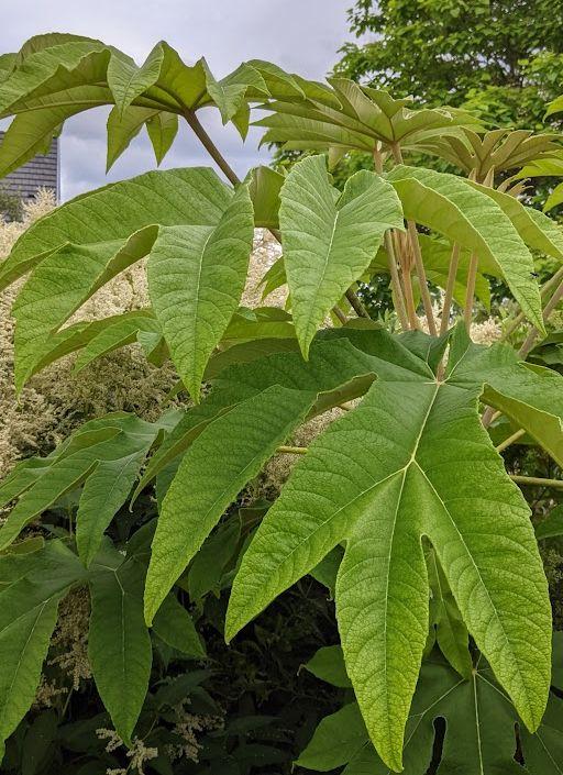 Tetrapanax papyriver 'Rex'