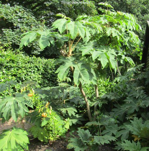 Tetrapanax papyriver 'Rex'