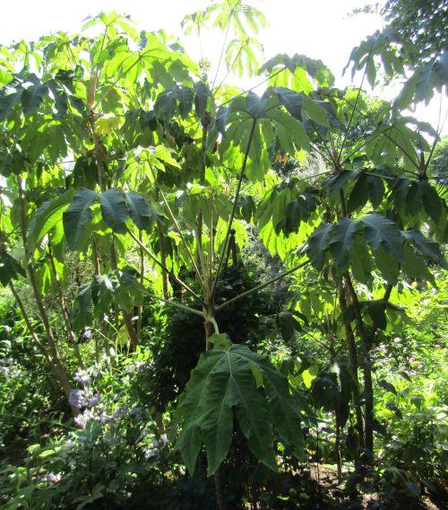 Tetrapanax papyriver 'Rex'