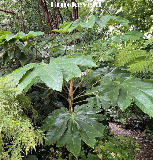 Tetrapanax papyriver 'Rex'