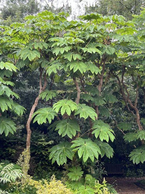Tetrapanax papyriver 'Rex'