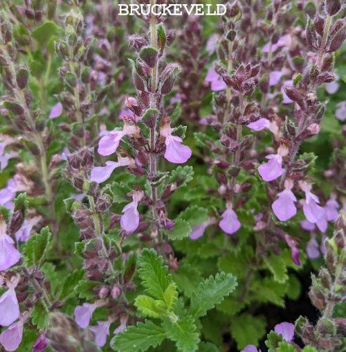 Teucrium chamaedrys 
