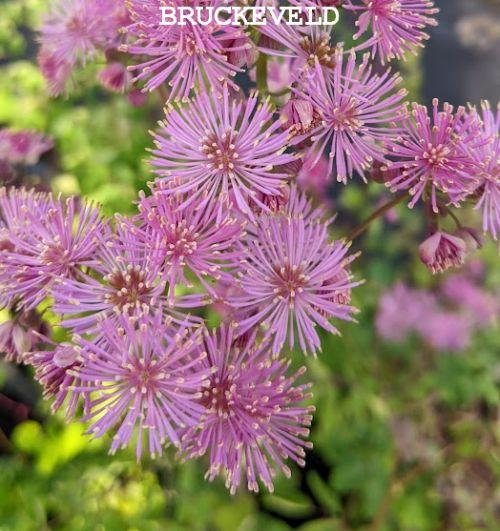 Thalictrum aquilegifolium 'Purpureum'