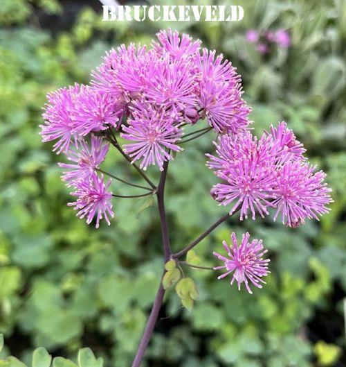 Thalictrum aquilegifolium 'Purpureum'