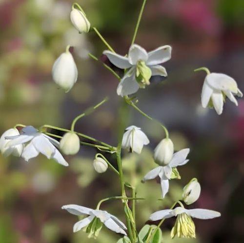 Thalictrum delavayi 'Abum'