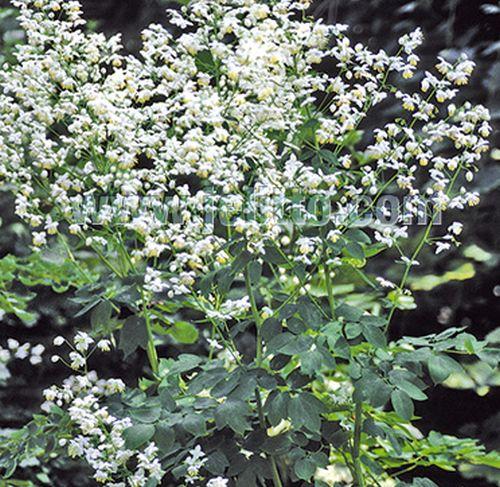 Thalictrum delavayi 'Abum'
