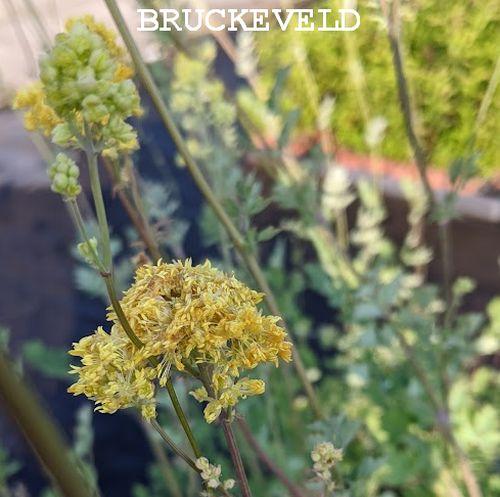 Thalictrum flavum ssp. glaucum