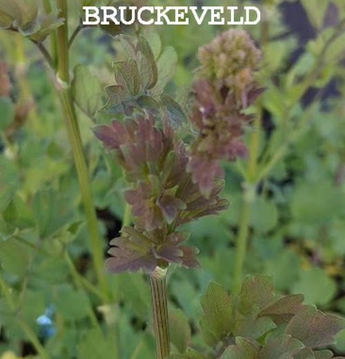 Thalictrum flavum ssp. glaucum