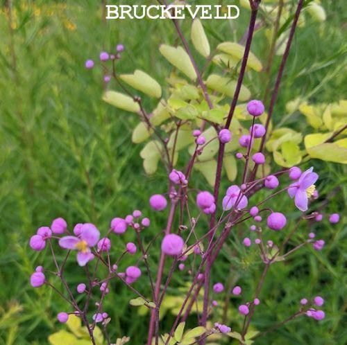 Thalictrum rochebruneanum