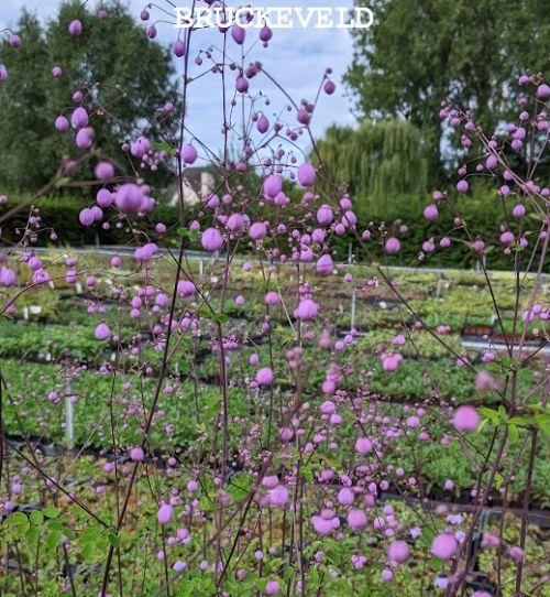Thalictrum delavayi SPLENDIDE  ®