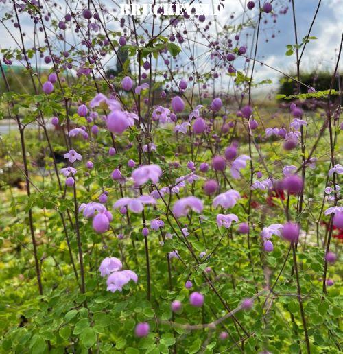Thalictrum delavayi SPLENDIDE  ®