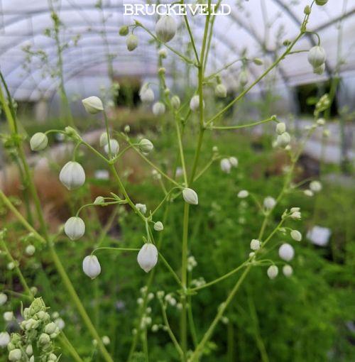Thalictrum delavayi SPLENDIDE WHITE  ®