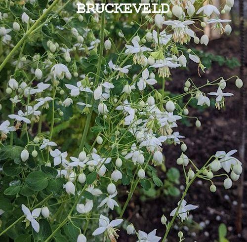 Thalictrum delavayi SPLENDIDE WHITE  ®