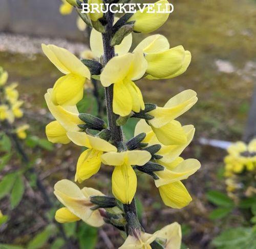 Thermopsis lanceolata