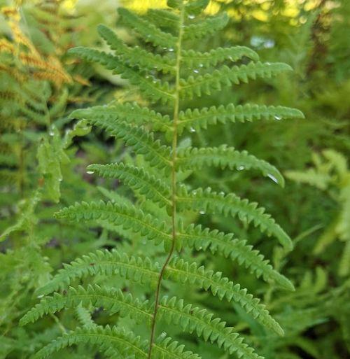 Thelypteris palustris