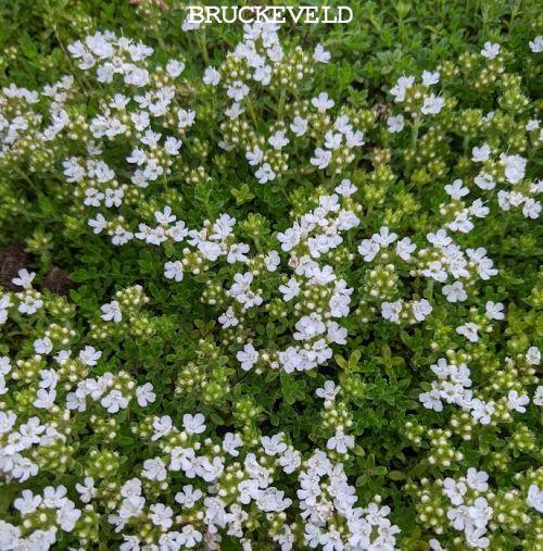 Thymus praecox 'Albiflorus'