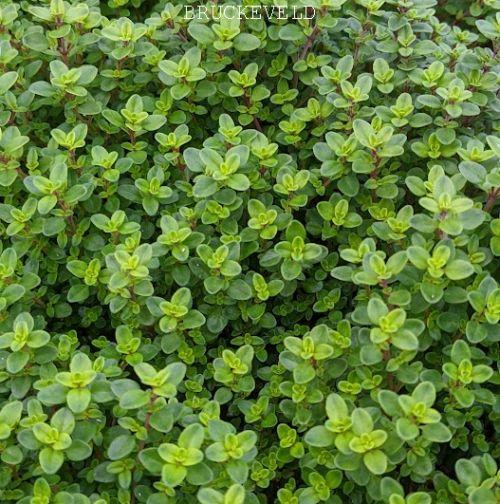 Thymus citriodorus 'Aureus' citroentijm