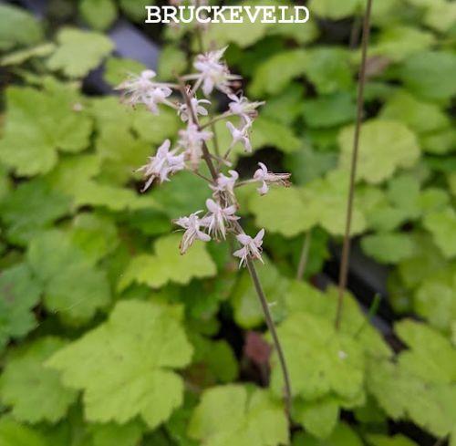 Tiarella cordifolia