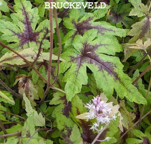 Tiarella 'Sugar and Spice' PBR