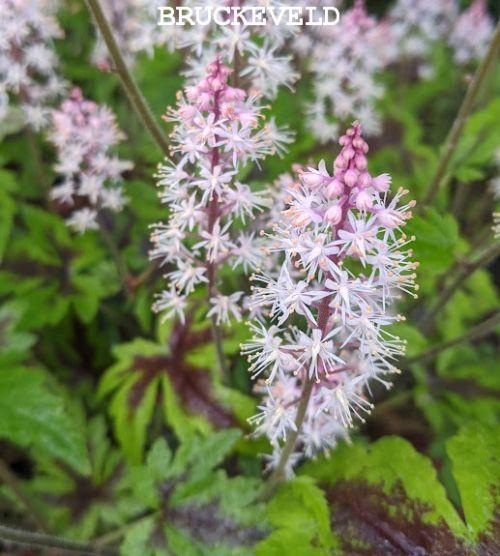 Tiarella 'Sugar and Spice' PBR