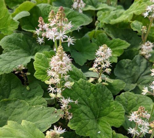 Tiarella wherryi