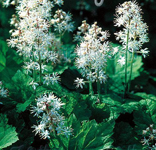 Tiarella wherryi