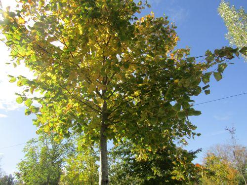 Tilia cordata