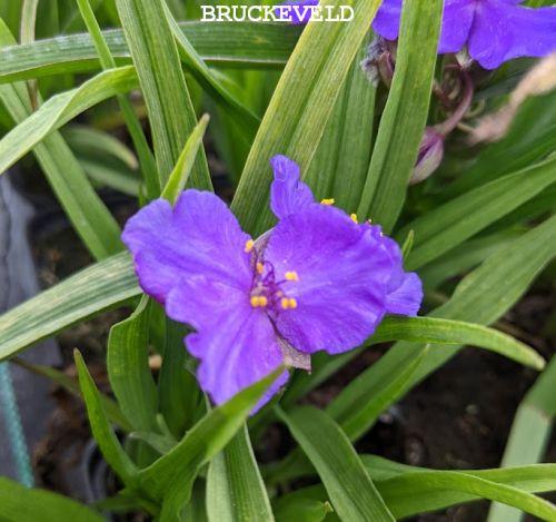 Tradescantia Anders. 'Blue Stone'