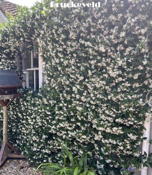 Trachelospermum jasminoides
