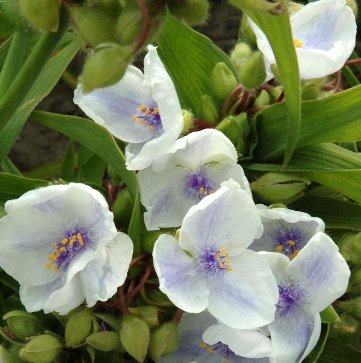Tradescantia Anders. 'Osprey'