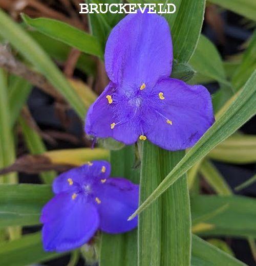 Tradescantia Anders. 'Zwanenburg Blue'