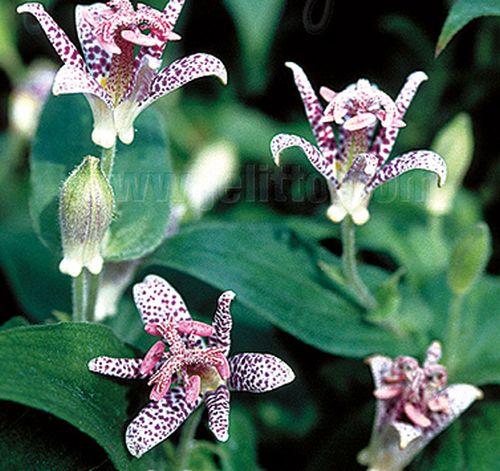 Tricyrtis hirta