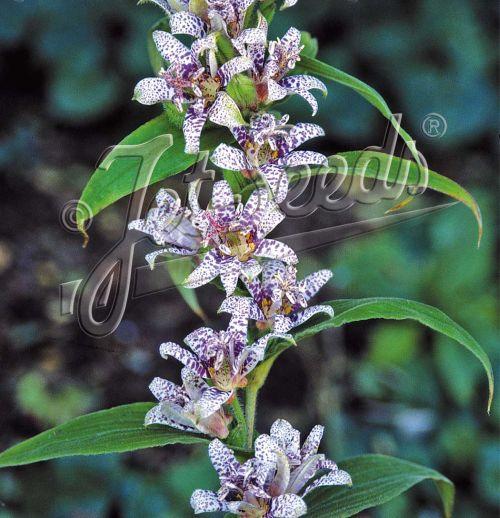 Tricyrtis hirta 'Miyazaki'