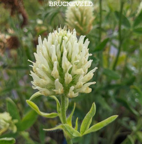 Trifolium ochroleucum