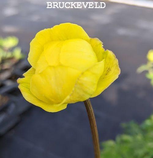 Trollius europaeus