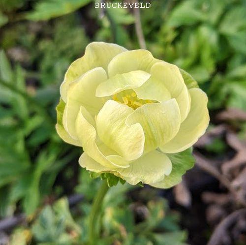 Trollius 'New Moon'