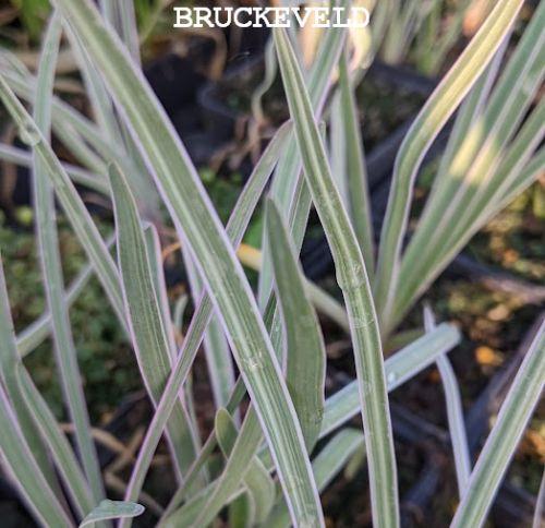 Tulbaghia violacea 'Silver Lace'