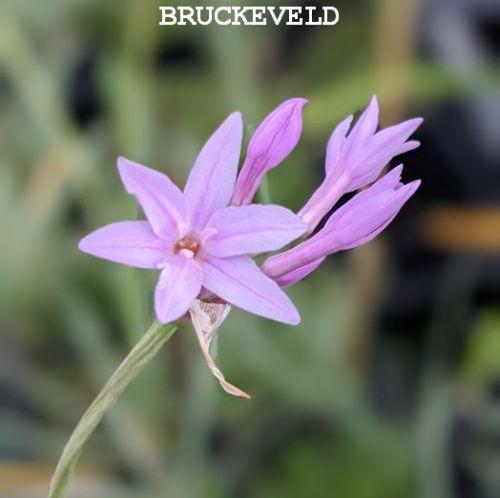 Tulbaghia violacea 'Silver Lace'