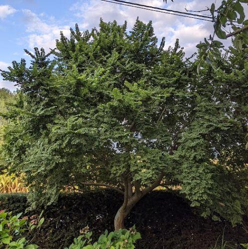 Ulmus x minor 'Jacqueline Hillier'