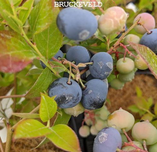 Vaccinium corymbosum 'Blue Crop'