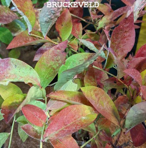 Vaccinium corymbosum 'Flamingo' ®