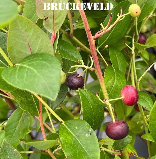 Vaccinium corymbosum 'Goldtraube 71'