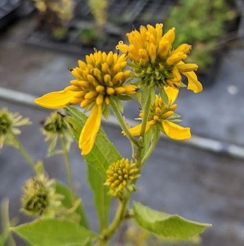 Verbesina alternifolia 'Goldstrahl'