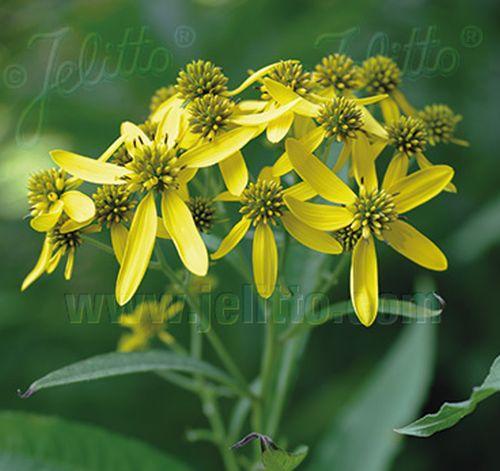 Verbesina alternifolia 'Goldstrahl'