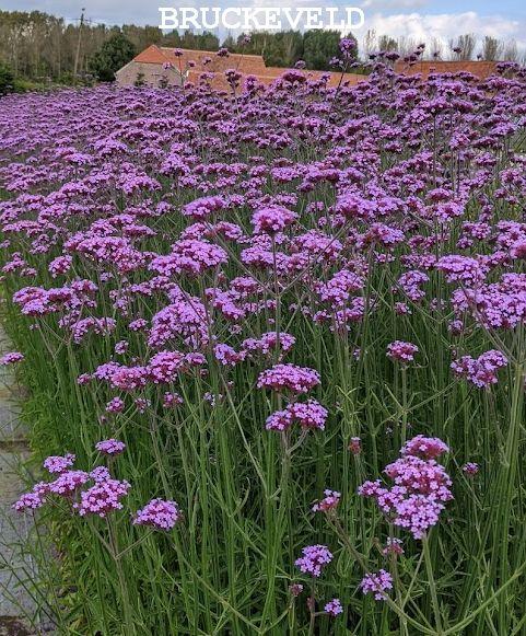Verbena bonariensis