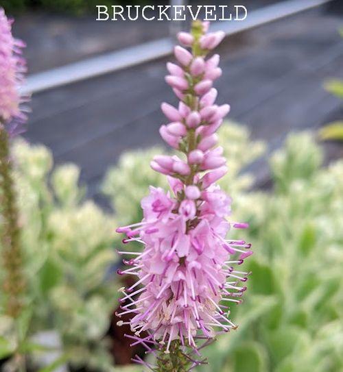Veronica longifolia 'Can Can'