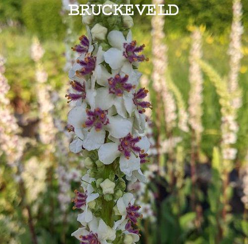 Verbascum chaixii 'Album'